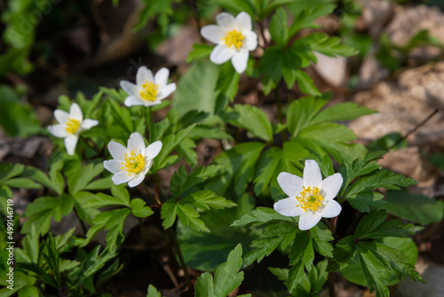 Anemone nemorosa is an early-spring flowering plant in the genus Anemone.