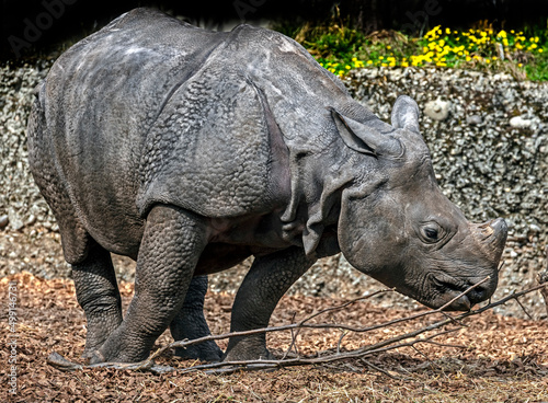 Young great indian rhinoceros. Latin name - Rhinoceros unicornis 