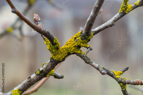 Orange lichen, yellow scale, maritime sunburst lichen or shore lichen, Xanthoria parietina, is a foliose or leafy lichen. Intensive color of structures on twigs of a tree