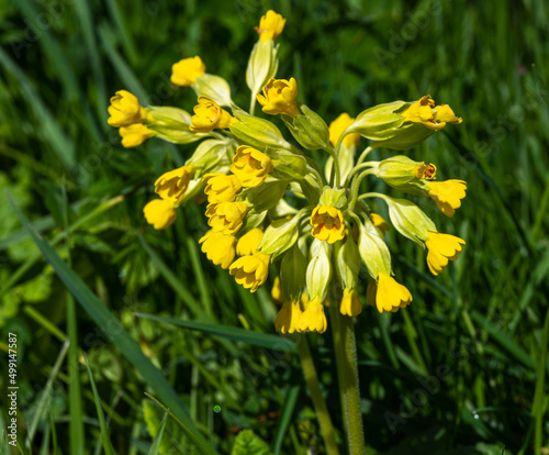 Cowslip  Primula veris  Primula officinalis  Primulaceae