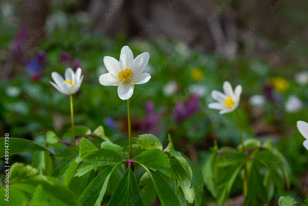 Anemone nemorosa flowers in the forest in a sunny day. Wild anemone, windflowers, thimbleweed Anemone nemorosa flowers in the forest in a sunny day. Wild anemone, windflowers, thimbleweed
