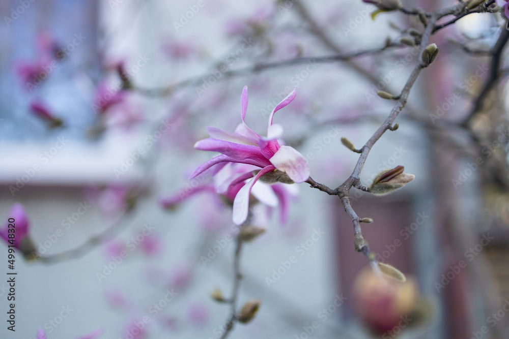 Pink color magnolia tree blossom in springtime.Bright background blur