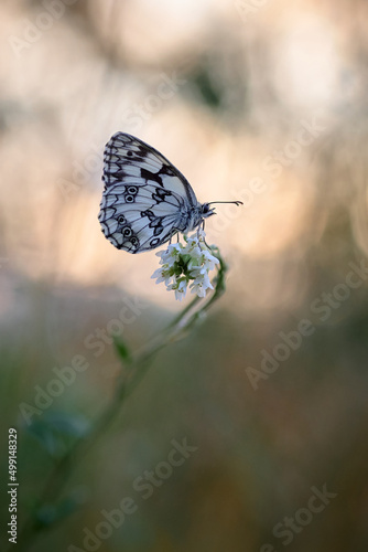 butterfly melanargia galathea on white flower in evening light
