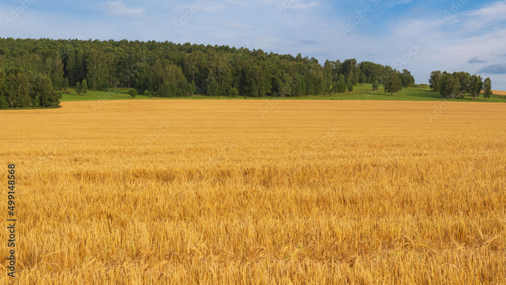 Summer landscape of ripe golden rye field with dark green forest on the horizon against blue sky background. Russian wheat harvest for world export