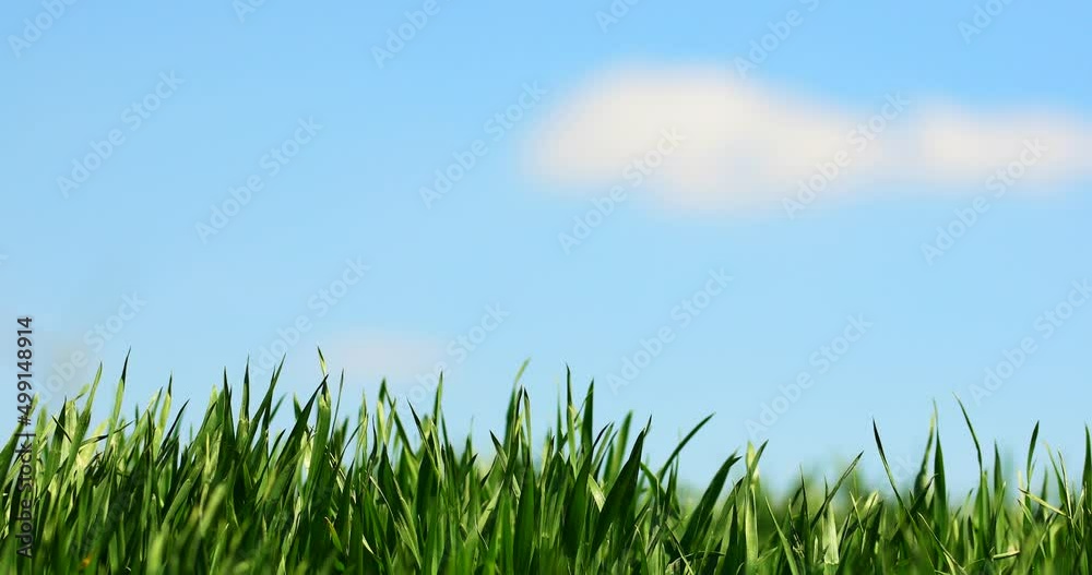 Close up green agricultural wheat field in spring. Countryside landscape 4K Close up green agricultural wheat field in spring. Countryside landscape 4K