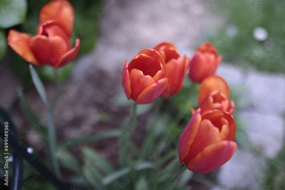 Fototapeta premium red tulips in a garden in front of a few green plants