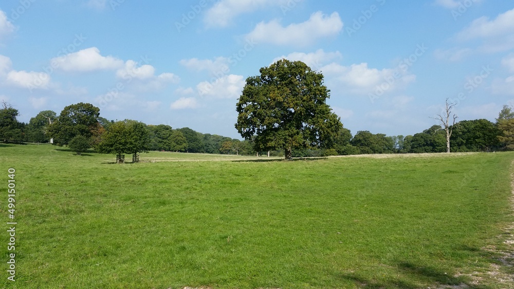 trees in the park