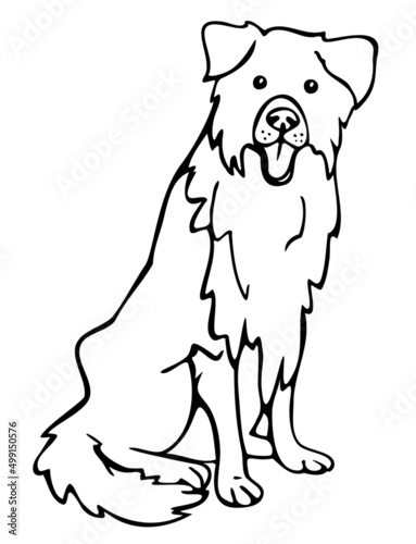 Vector illustration of border collie. Hand drawn dog.