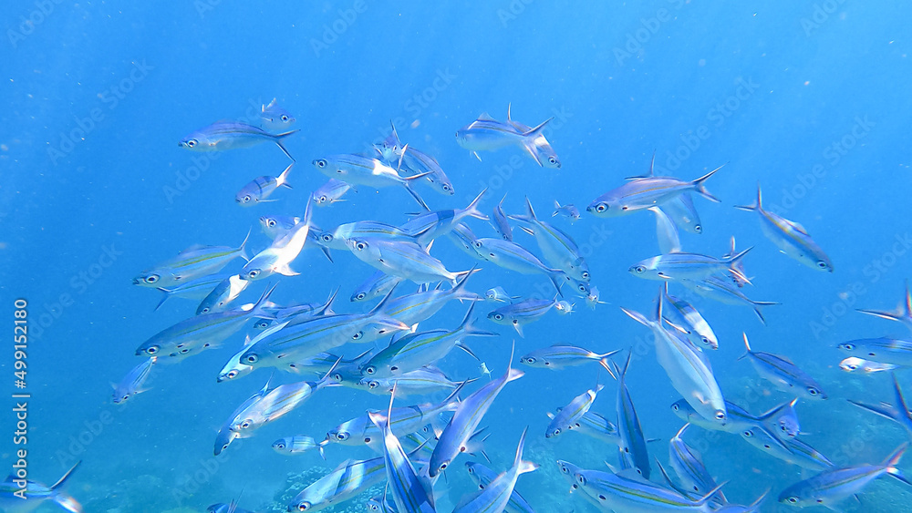 School of yellow stripe scad fish in beautiful coral reef in Surin island national park, Thailand. School of yellow stripe scad fish in beautiful coral reef in Surin island national park, Thailand.