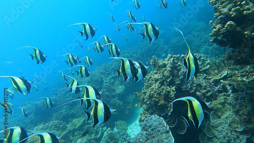 Fototapeta Naklejka Na Ścianę i Meble -  school of Pennant coralfish in colorful tropical coral reef in Surin Island national park, Phang nga, Thailand.