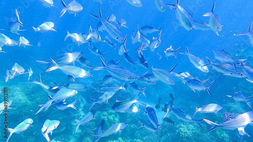 School of yellow stripe scad fish in beautiful coral reef in Surin island national park, Thailand.