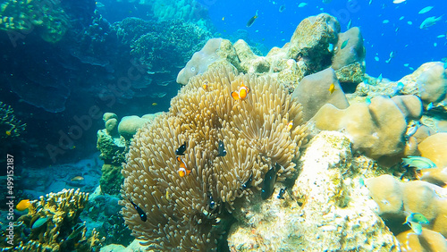 Obraz na płótnie Colorful fish and clownfish hiding in sea anemone on the beautiful coral reef in Surin island national park, Thailand. w salonie