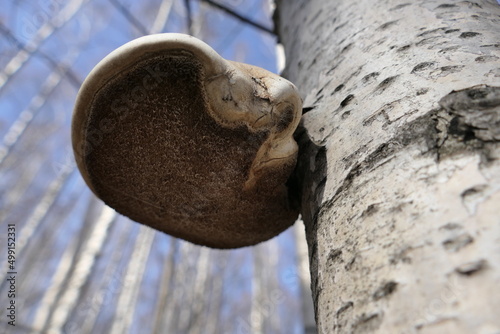 The birch tinder fungus is a fungus belonging to the genus Piptoporus of the family Fomitopsidaceae. It grows on the trunks of dead birches. photo