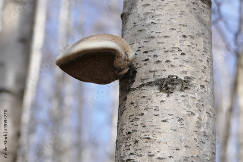 The birch tinder fungus is a fungus belonging to the genus Piptoporus of the family Fomitopsidaceae. It grows on the trunks of dead birches. photo