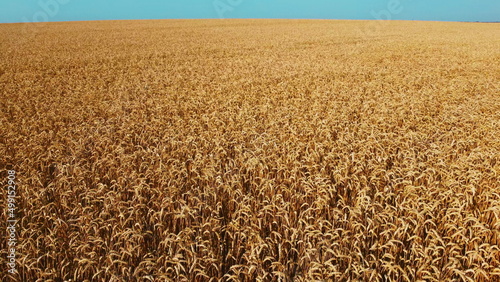 Aerial drone view flight over field of yellow ripe wheat. Horizon skyline and blue sky. Ripe harvest. Flying over ears of wheat grains. Agrarian background. Landscape fields agro-industrial culture photo