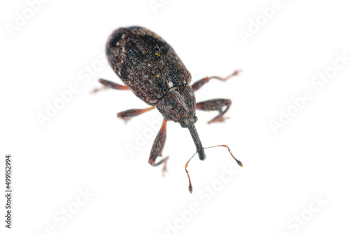 Apple blossom weevil (Anthonomus pomorum). One of the most important pests of apple trees in orchards and gardens.