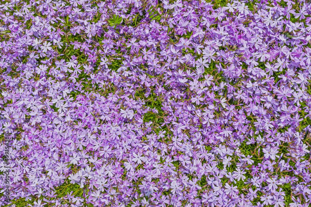 Violet Moss Phlox flowers. Pink purple texture of phlox field background Violet Moss Phlox flowers. Pink purple texture of phlox field background