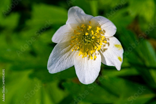 reine du jardin