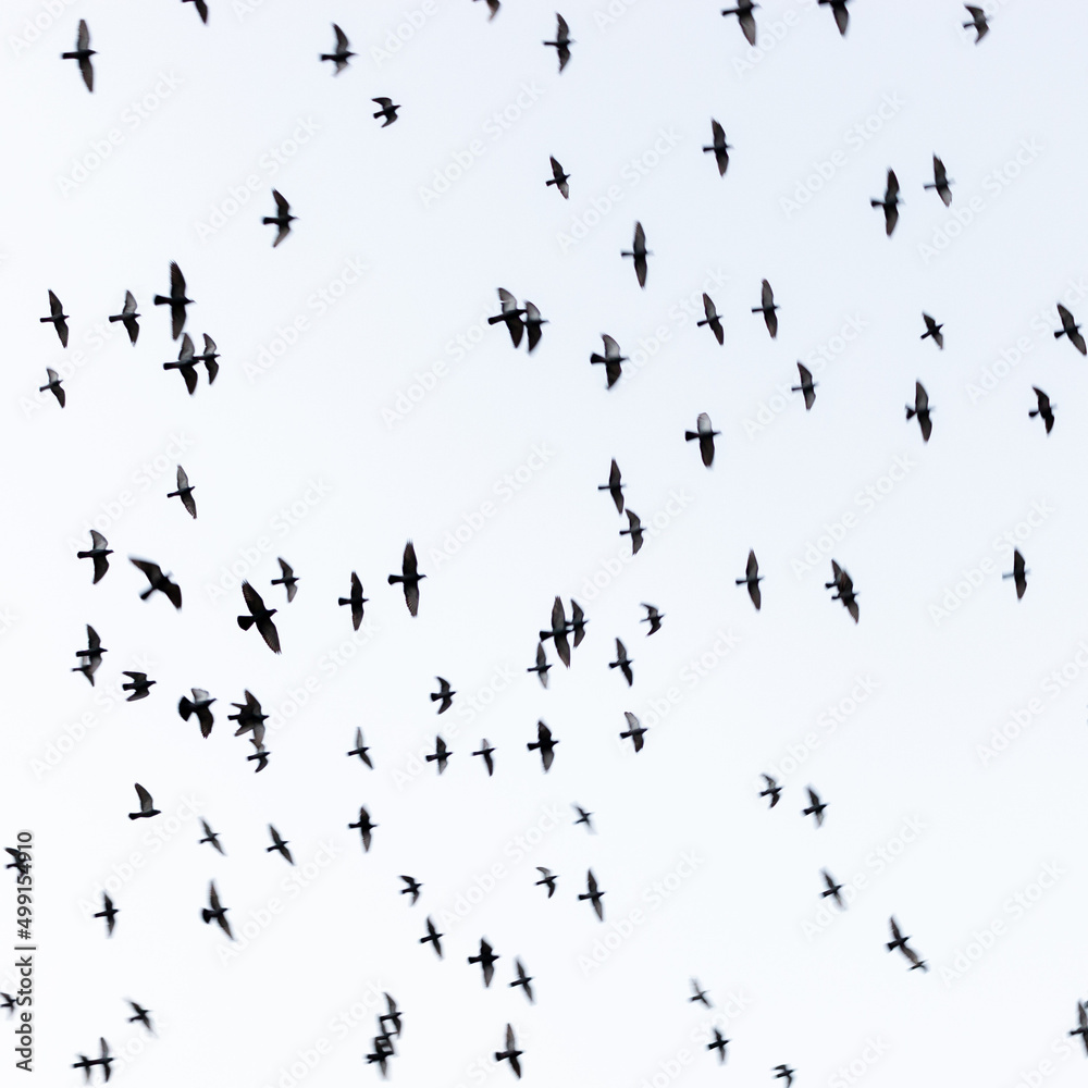 Obraz premium A flock of Pegions