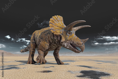 Tableau sur toile triceratops on the desert walking after rain side view