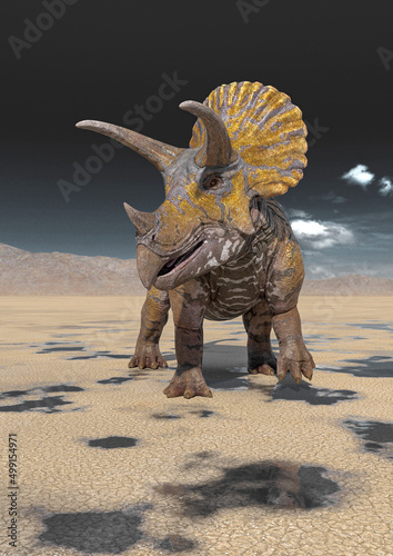 triceratops on the desert walking after rain