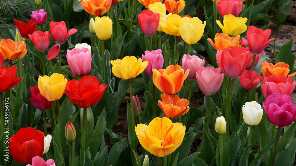 A field of multicoloured tulips in bloom A field of multicoloured tulips in bloom