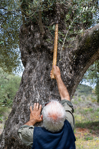 Hombre senior podando brotes de olivera photo