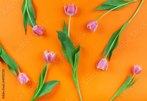 Vászonkép Pink tulip flowers laying on rich orange background