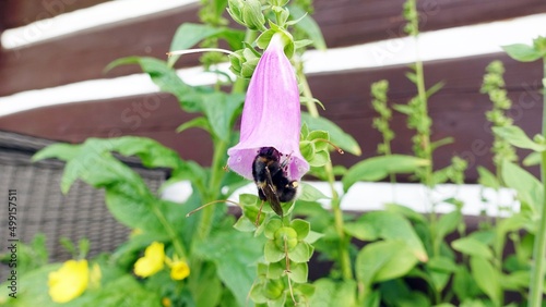 Violet flower