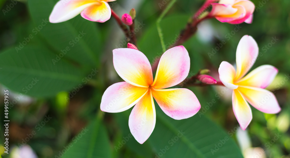 Pink mixed with yellow plumeria blooming in the garden.