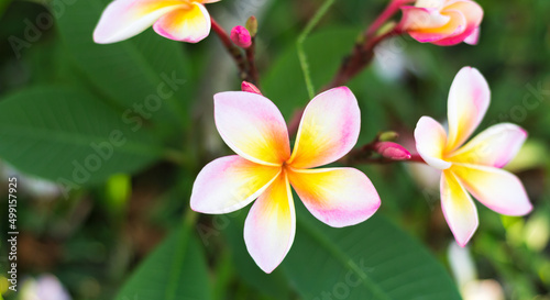 Pink mixed with yellow plumeria blooming in the garden.