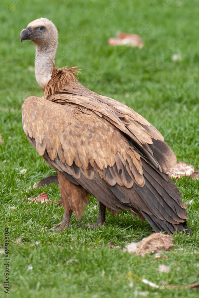 Fototapeta premium Vautour fauve,. Gyps fulvus, Griffon Vulture