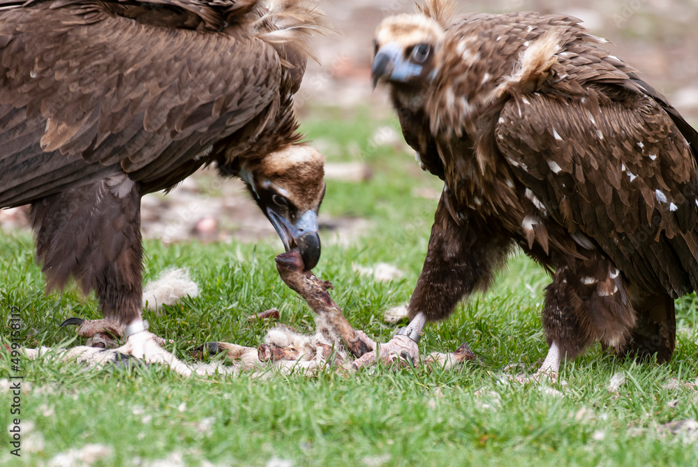 Obraz premium Vautour moine,. Aegypius monachus, Cinereous Vulture
