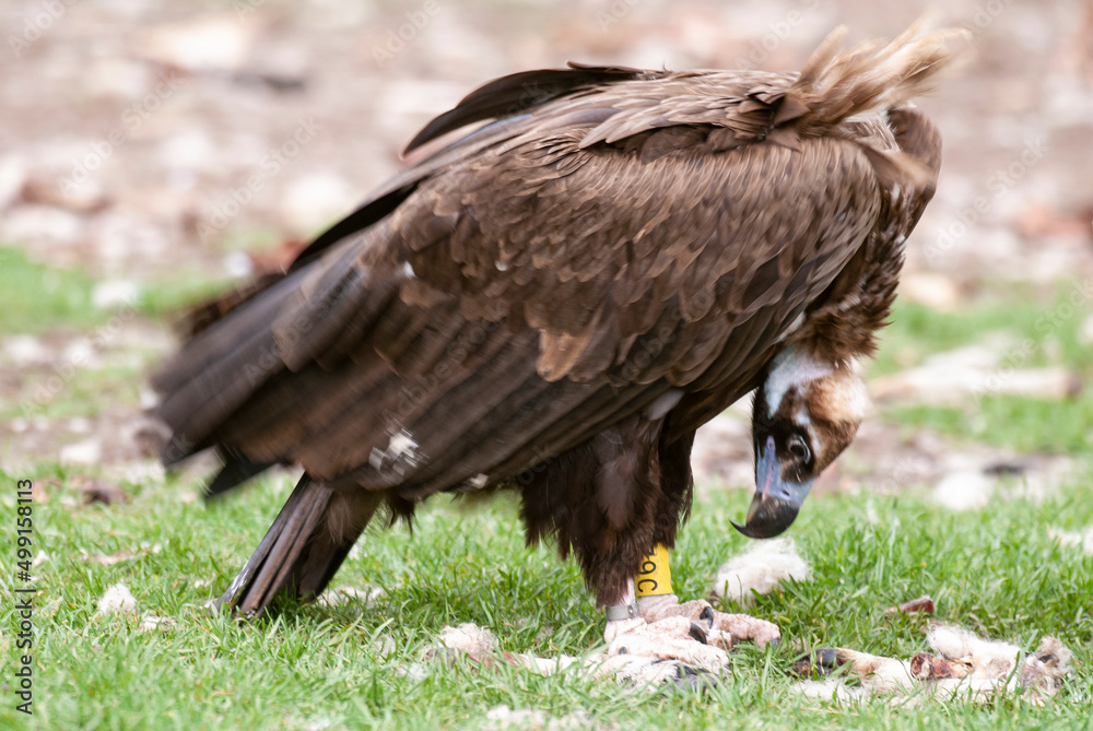 Vautour moine,. Aegypius monachus, Cinereous Vulture Vautour moine,. Aegypius monachus, Cinereous Vulture