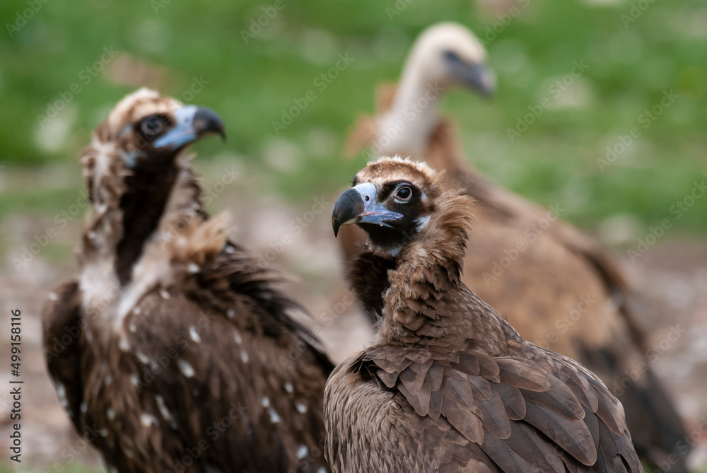 Fototapeta premium Vautour moine,. Aegypius monachus, Cinereous Vulture
