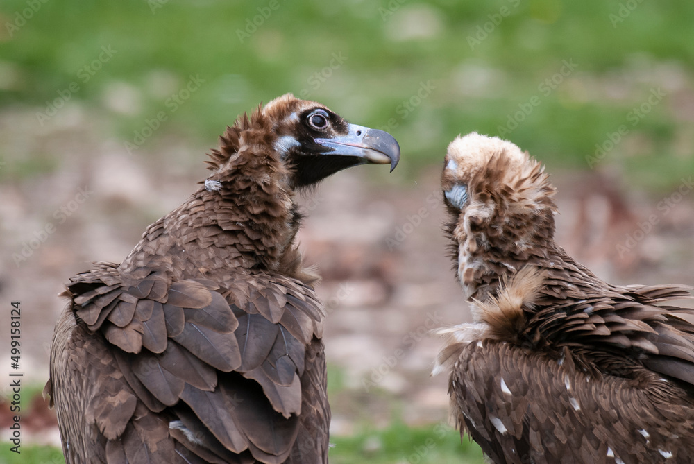 Vautour moine,. Aegypius monachus, Cinereous Vulture Vautour moine,. Aegypius monachus, Cinereous Vulture
