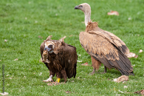 Vautour moine  .Aegypius monachus  Cinereous Vulture  Vautour fauve  gyps fulvus