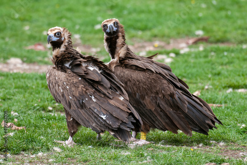 Vautour moine . Aegypius monachus  Cinereous Vulture