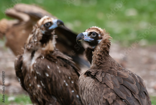 Vautour moine . Aegypius monachus  Cinereous Vulture