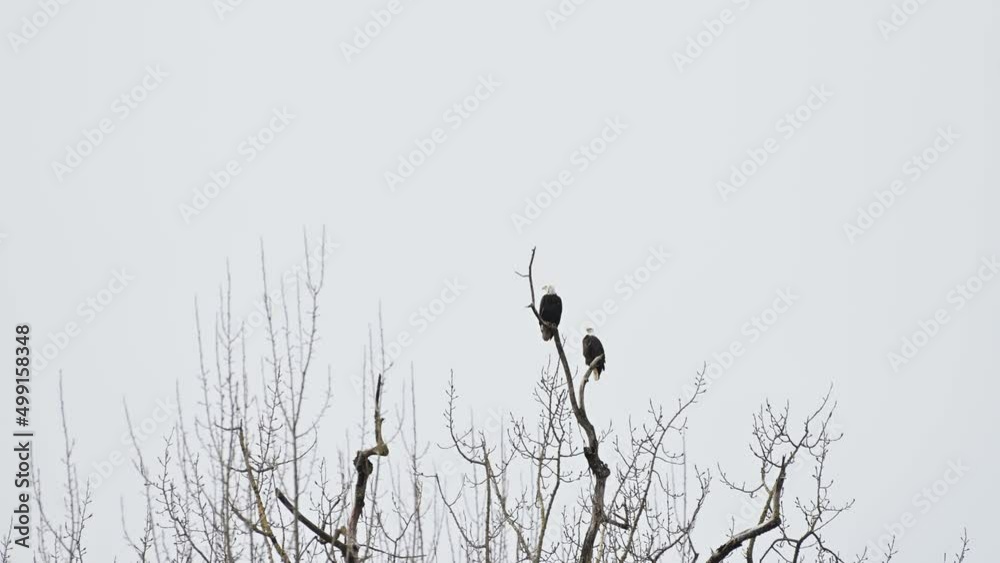 A bald eagles (Haliaeetus leucocephalus) sitting on the top of tree, looking around, Canada, British Columbia A bald eagles (Haliaeetus leucocephalus) sitting on the top of tree, looking around, Canada, British Columbia