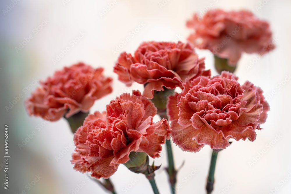 bouquet of orange carnations on a light background close-up bouquet of orange carnations on a light background close-up