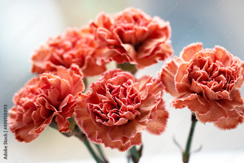 bouquet of orange coral carnations on a light background close-up bouquet of orange coral carnations on a light background close-up