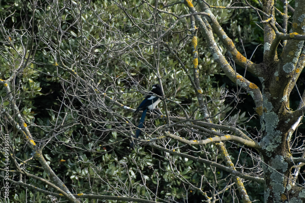 Obraz premium A beautiful black and white eurasian magpie (or Pica pica) behind branches of a tree in wild nature, looking at me. Colorful background. Sunny spring day in north Italy. Selective focus.