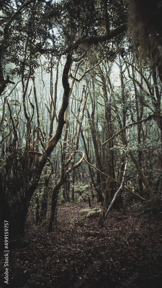 Naklejka premium Canary Island Shots