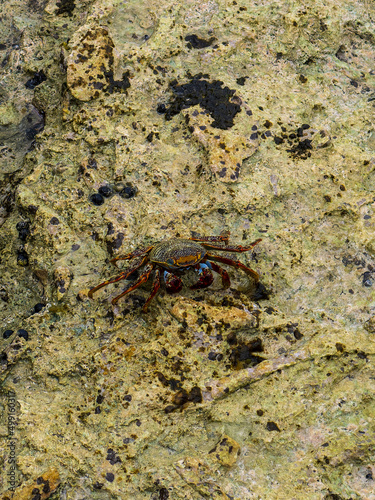 Marbled rock crab or Runner Crab Pachygrapsus marmoratus
