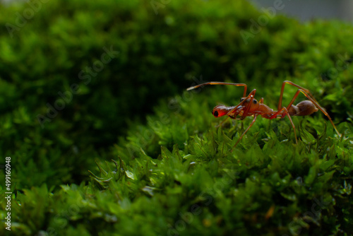 red ant on the grass © Darshana