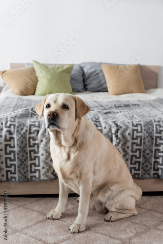 labrador dog sitting near blurred bed with pillows.