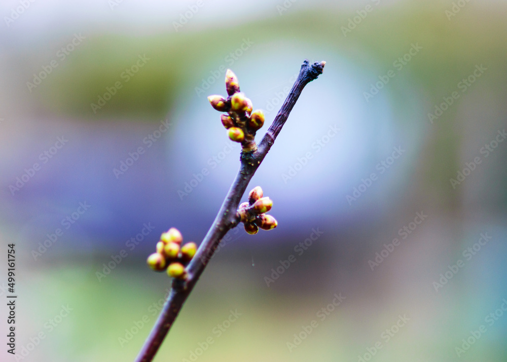 Cherry tree branch, first buds, blurred background Cherry tree branch, first buds, blurred background