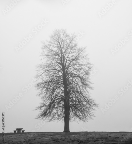 silouhete of bare branches on bare tree in the morning fog photo