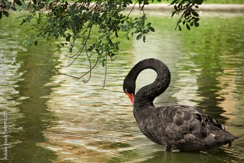 Fototapeta Naklejka Na Ścianę i Meble -  Cisne Negro no lago - Black Swan on the lake